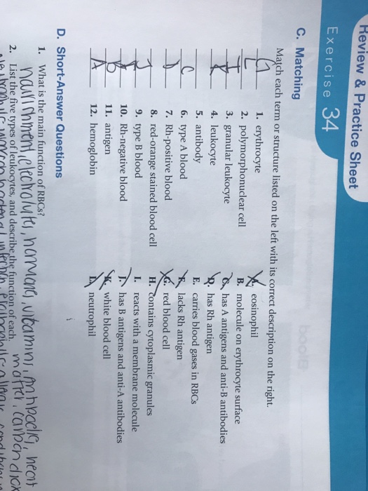 Solved Exercise 34 C. Matching Match each term or structure