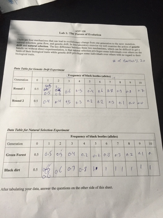 Dna Mutation Simulation Answers + mvphip Answer Key