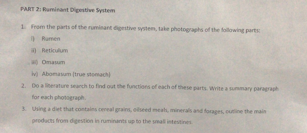 digestive system essay