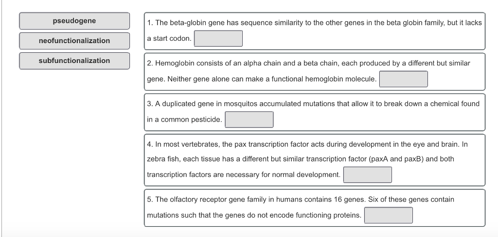 pseudogene 1. The beta-globin gene has sequence similarity to the other genes in the beta globin family,but i lacks neofunctionalization a start codon. subfunctionalization 2. Hemoglobin consists of an alpha chain and a beta chain, each produced by a different but similar gene. Neither gene alone can make a functional hemoglobin molecule. 3. A duplicated gene in mosquitos accumulated mutations that allow it to break down a chemical found in a common pesticide 4. In most vertebrates, the pax transcription factor acts during development in the eye and brain. In zebra fish, each tissue has a different but similar transcription factor (paxA and paxB) and both transcription factors are necessary for normal development 5. The olfactory receptor gene family in humans contains 16 genes. Six of these genes contain mutations such that the genes do not encode functioning proteins