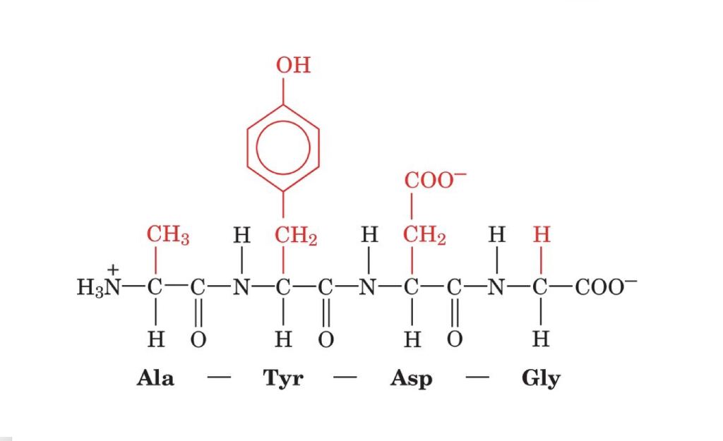 Ch ch h2. Сн3 соо ch2 ch3. Ch3-ch2-Coo-ch3. Ch2-ch2-ch2-ch2 замкнутая цепь цикл.