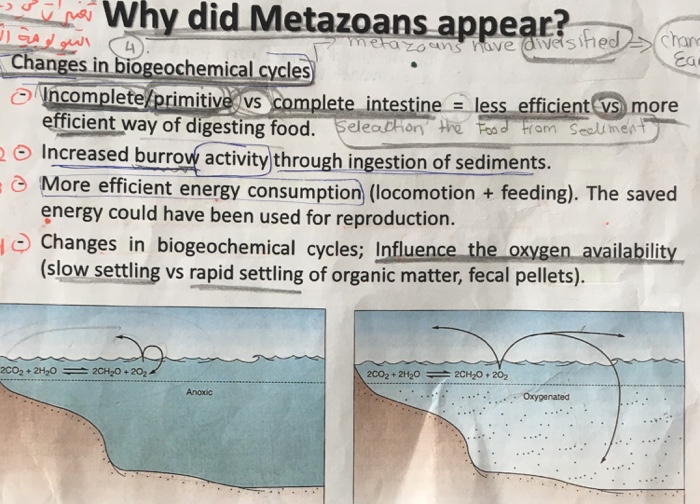 Solved Explain The Change In Biogeochemical Cycles I D Chegg Com