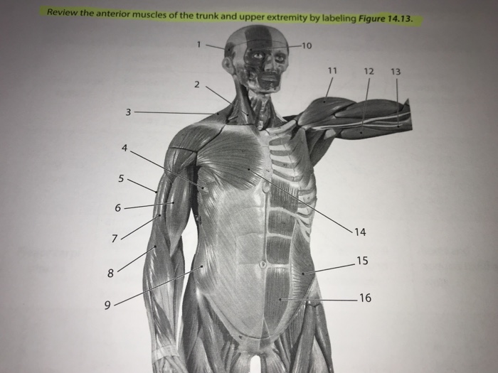 Solved: Laboratory 14: Skeletal Muscle Gross Anatomy Anter... | Chegg.com