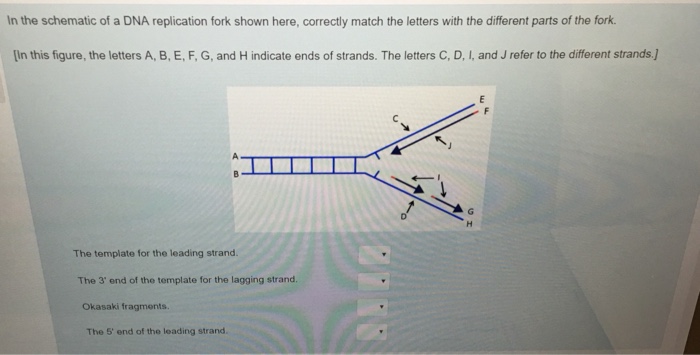 Solved In The Schematic Of A Dna Replication Fork Shown H Chegg Com