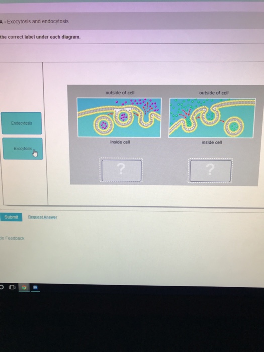 Solved A Exocytosis And Endocytosis The Correct Label Under Chegg Com