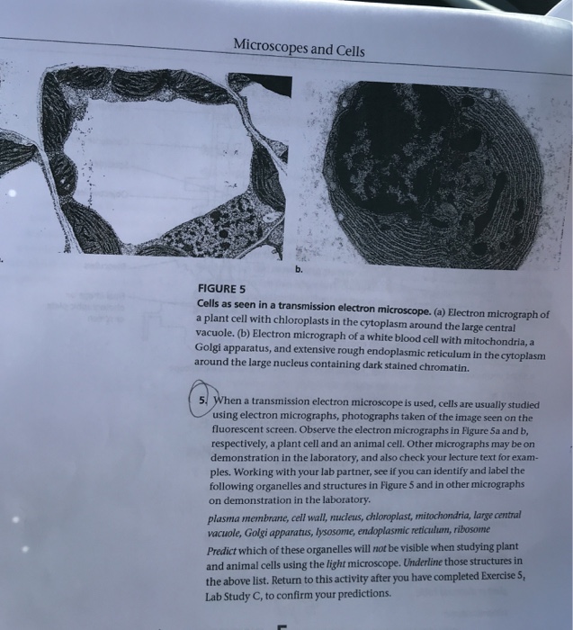 plant cell mitochondria microscope