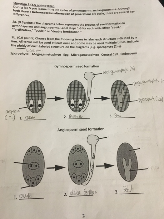 gymnosperm seed diagram