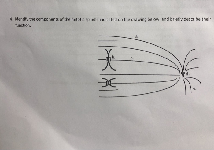 30 Top Draw a sketch of one half of a mitotic spindle for Adult