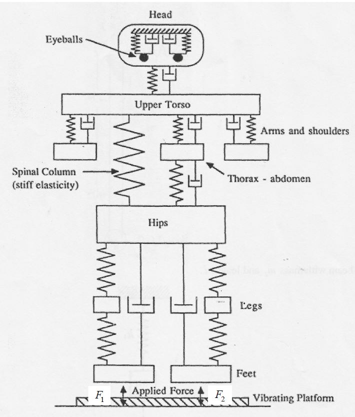 Human Body Vibration