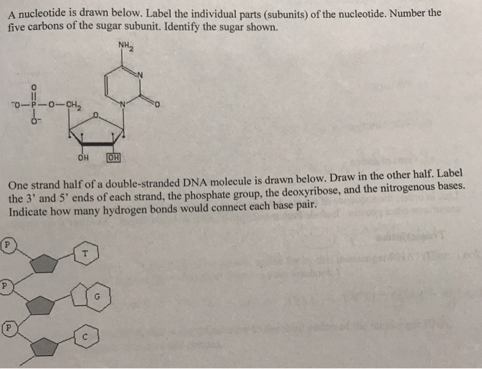 Solved A Nucleotide Is Drawn Below Label The Individual Chegg Com