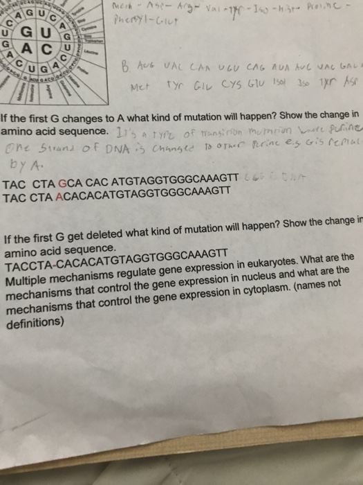 AG U Phenyl-ut CUS If the first G changes to A what kind of mutation will happen? Show the change in amino acid sequence. 11s A tyrt of ans by A TAC CTA GCA CAC ATGTAGGTGGGCAAAGTT TAC CTA ACACACATGTAGGTGGGCAAAGTT If the first G get deleted what kind of mutation will happen? Show the change in amino acid sequence. TACCTA-CACACATGTAGGTGGGCAAAGTT Multiple mechanisms regulate gene expression in eukaryotes. What are the mechanisms that control the gene expression in nucleus and what are the mechanisms that control the gene expression in cytoplasm. (names not definitions)
