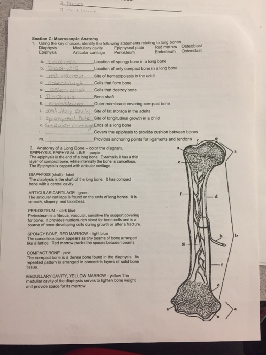 Solved Section C Macroscopic Anatomy 1 Using The Key Ch Chegg Com