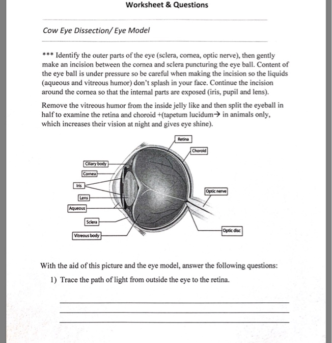 Cow Eye Dissection Lab Cow Eye Dissection Lab Name Date