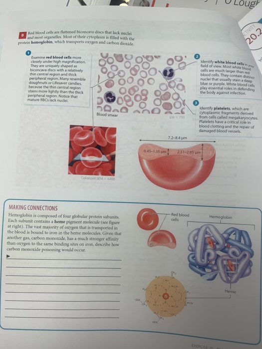 Solved Tellnelalher O Brien Identifying Blood Cells Red B Chegg Com