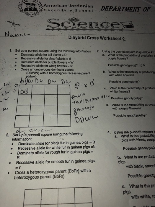 dihybrid cross punnett square worksheet