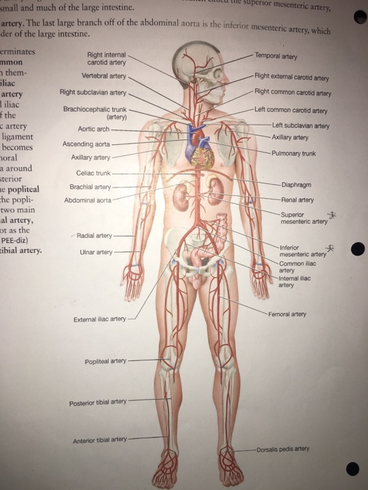 superior mesenteric vein cadaver