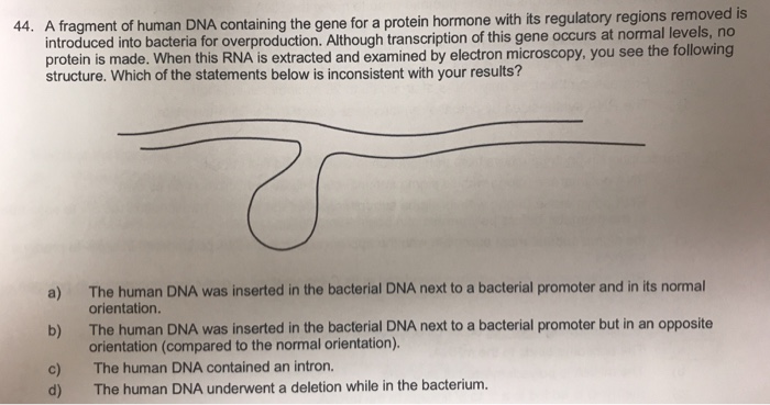 Solved 44 A Fragment Of Human Dna Containing The Gene Fo - 