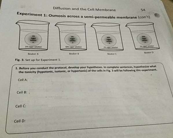Diffusion And The Cell Membrane 54 Experiment 1 O Chegg Com