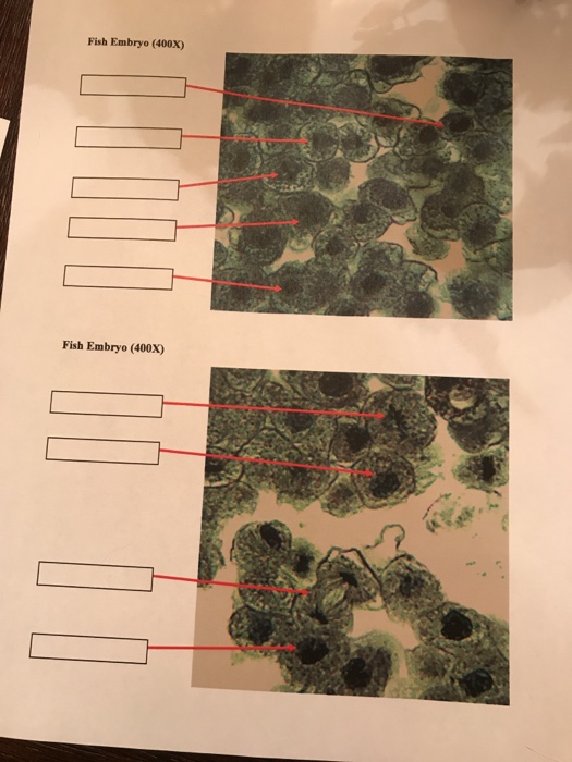 Fish Cell Pictures The Next Two Images Are Real Mi Chegg Com