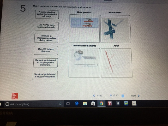 Match Each Function With The Correct Cytoskeletal Chegg 