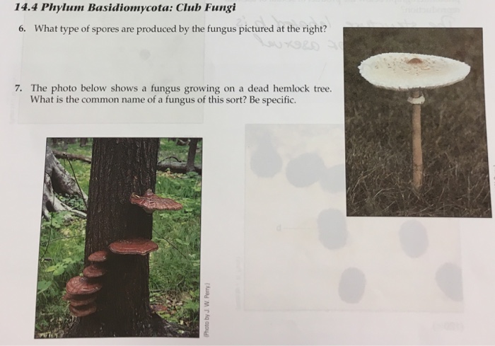 14 4 Phylum Basidiomycota Club Fungi 6 What Type Of Chegg Com