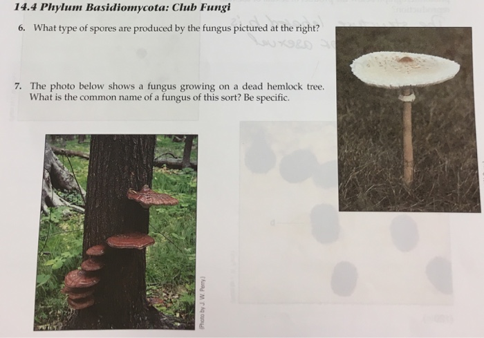 Solved 14 4 Phylum Basidiomycota Club Fungi 6 What Type Of Chegg Com