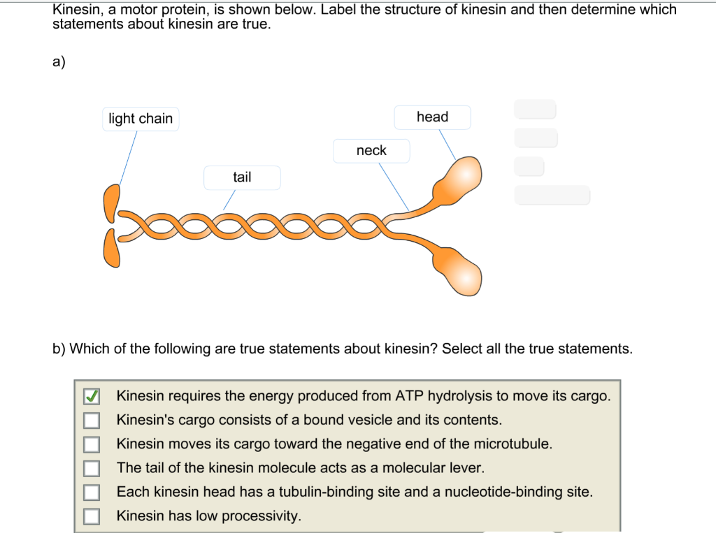 Кинезин. Кинезин фермент. Motor Protein. Кинезин направление.