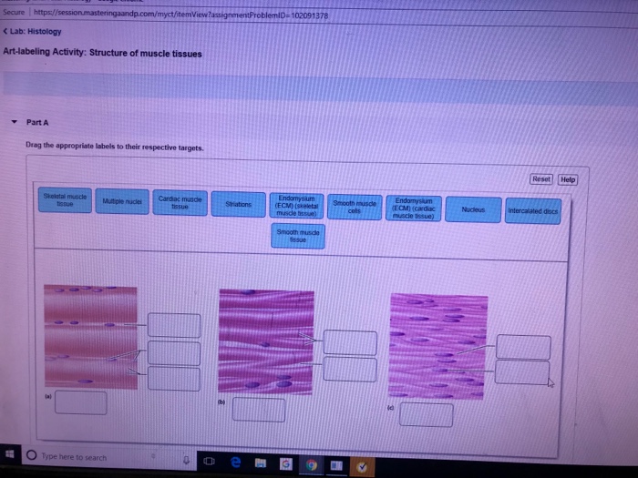 Histology Smooth Muscle Tissue Labeled