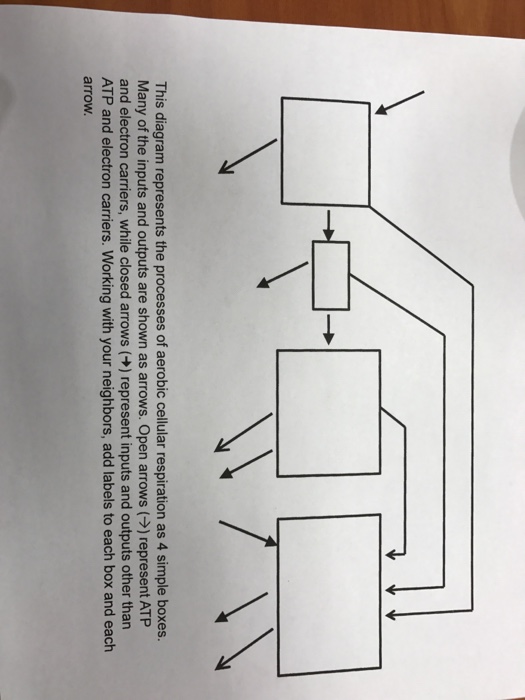 simple aerobic respiration diagram