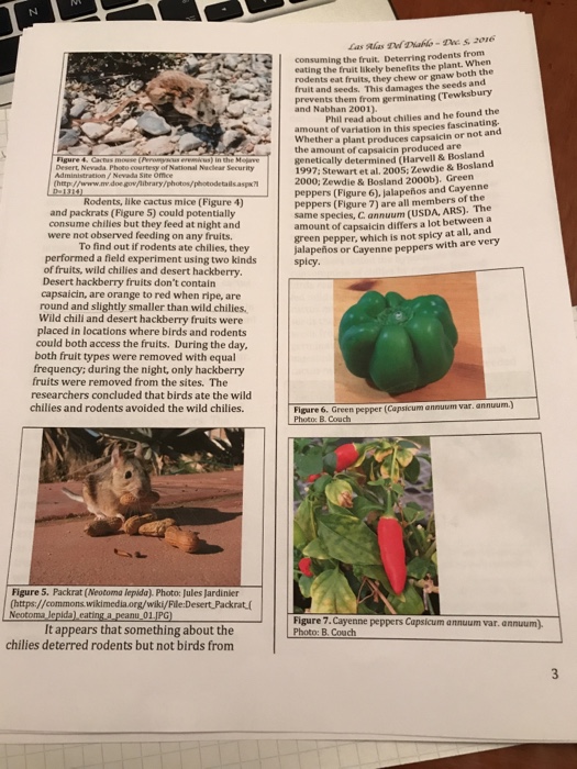 How might dispersal of chili seeds by birds benefit a chili plant image