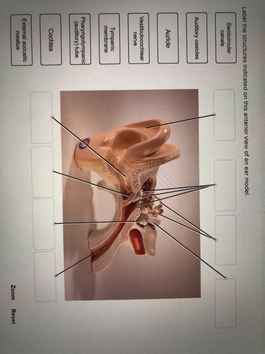 Solved Label the indicated on this anterior view of an ear | Chegg.com