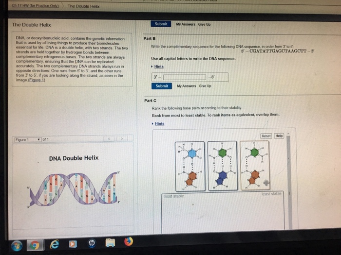 Nucleotide Bases With Their Complementary Partners