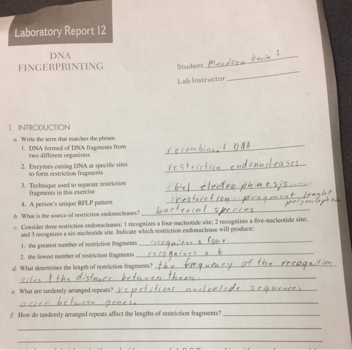 Dna Investigation Lab Report