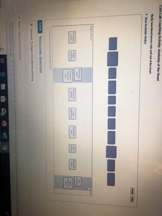 Core Lab Coaching Activity Anatomy Of The Heart Ow Chegg Core Lab Coaching Activity Anatomy Of The Heart Ow Chegg