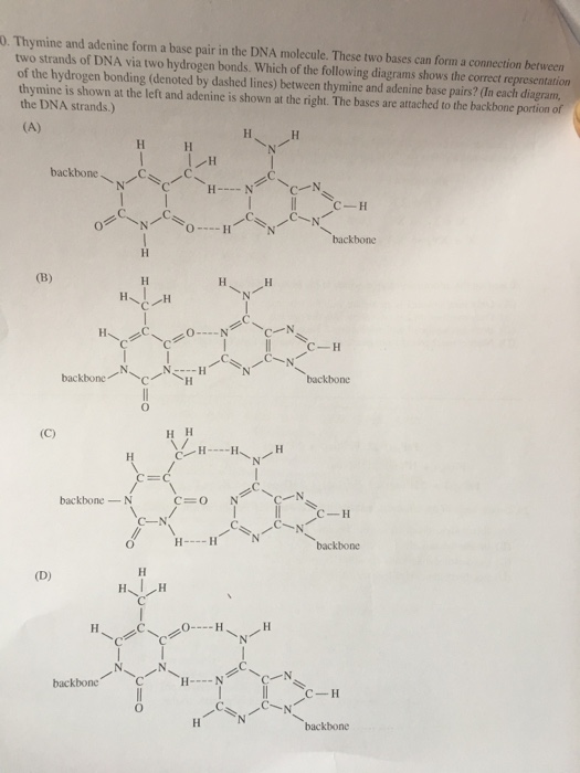 hydrogen bonds between thymine and adenine