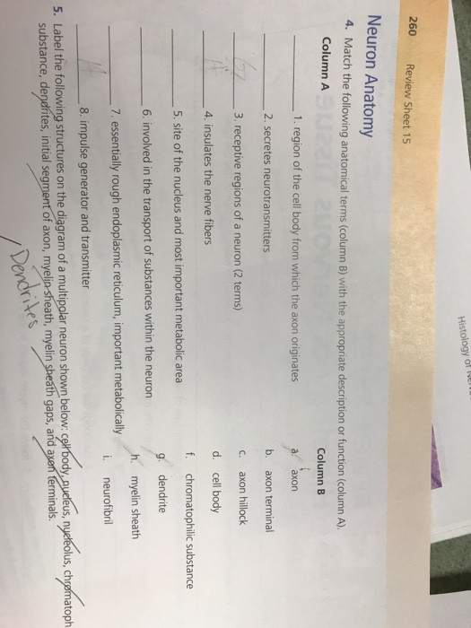 Solved Histology Of 260 Review Sheet 15 Neuron Anatomy 4. | Chegg.com Solved Histology Of 260 Review Sheet 15 Neuron Anatomy 4. | Chegg.com