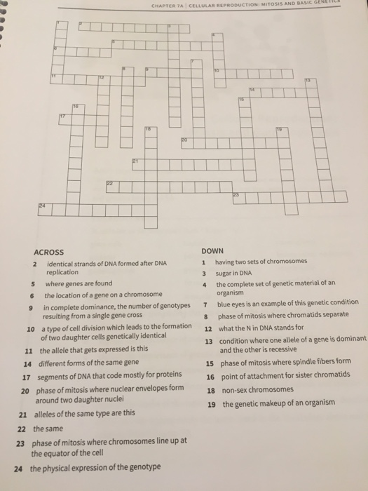 Solved Genecs Chapter 7a Cellular R Reproduction Mitos Chegg Com