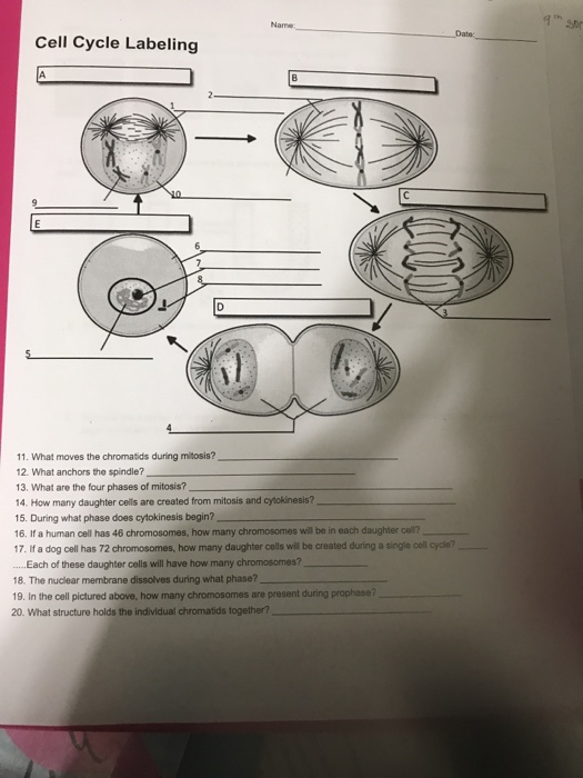 Date Cell Cycle Labeling 11 What Moves The Chegg 