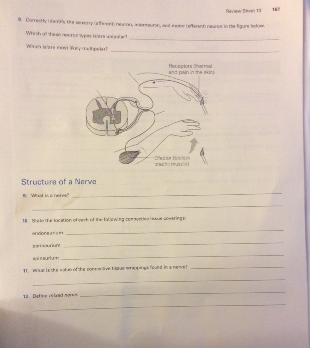 Solved 160 Review Sheet 13 Neuron Anatomy 4 Draw A Typical Chegg Com