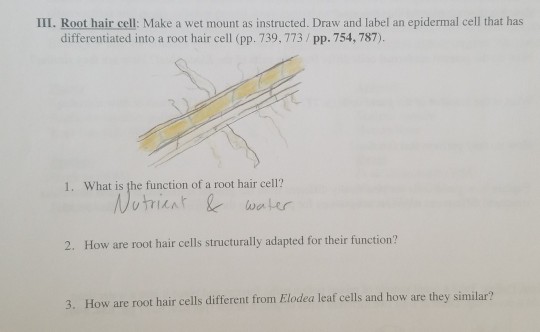 Solved III. Root hair cell: Make a wet mount as instructed. 