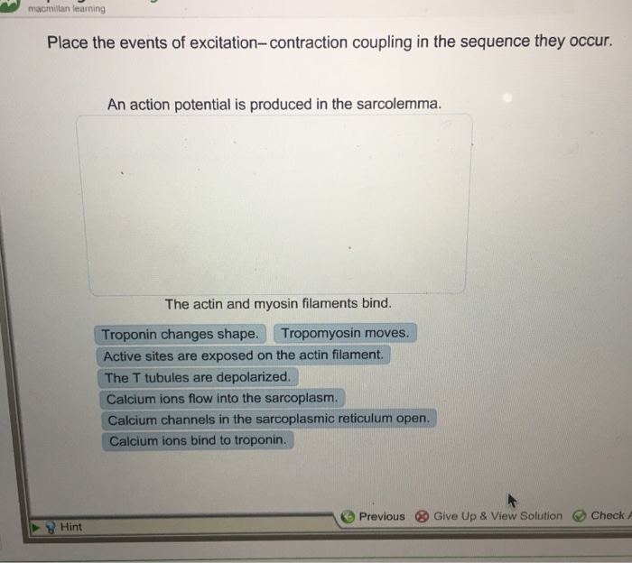 Solved: Place The Events Of Excitation-contraction Couplin... | Chegg.com
