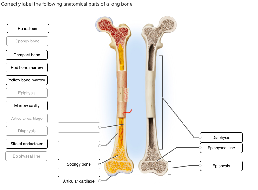 Solved: Correctly Label The Following Anatomical Parts Of ...