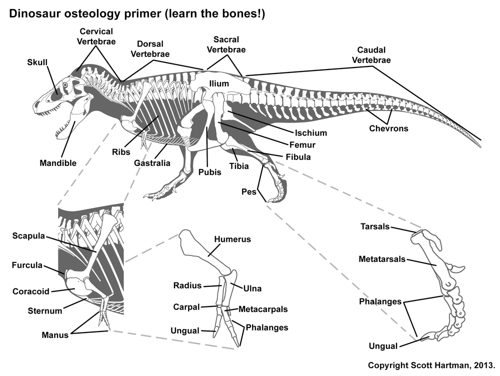 Solved What Is One Bone That Is Found In A Turkey And Als