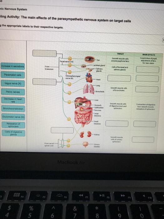 Solved: Nic Nervous System Ling Activity: The Main Effects... | Chegg.com