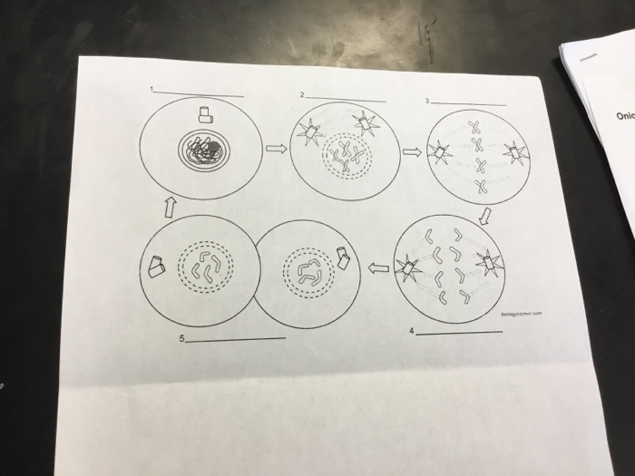 Featured image of post The Best 29 Answer Key Mitosis Coloring Worksheet