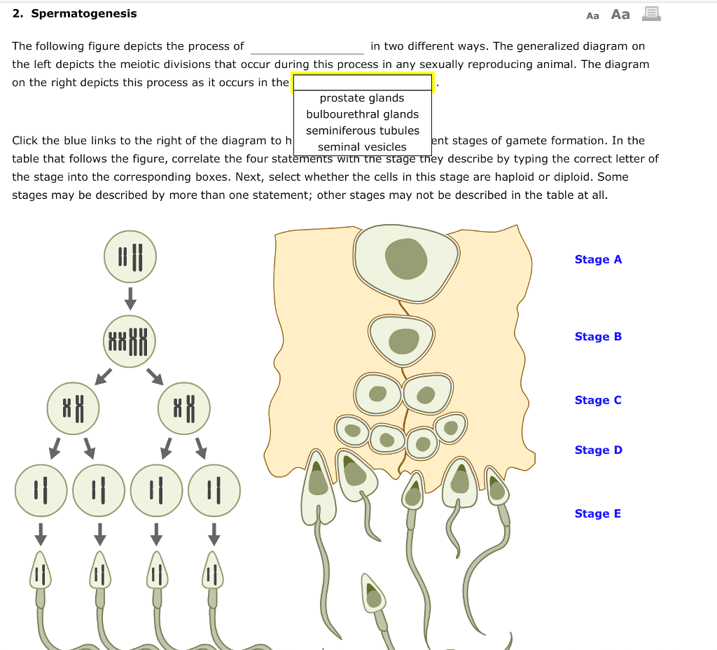 Solved 2. Spermatogenesis The following figure depicts the 