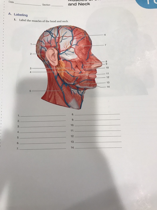 Date Section And Neck A Labeling 1 Label The Chegg Com