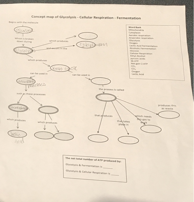 Solved Concept Map Of Glycolysis Cellular Respiration F