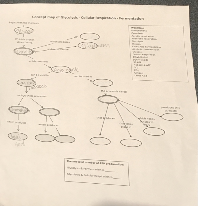 Solved Concept Map Of Glycolysis Cellular Respiration F Chegg Com