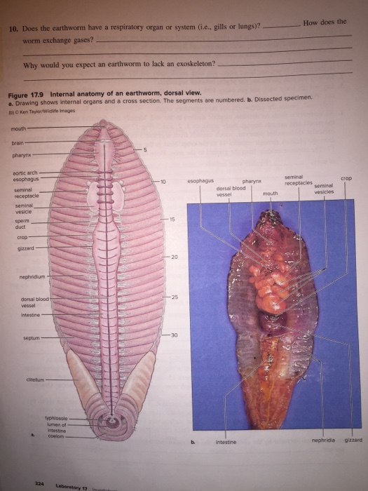 internal anatomy of an earthworm